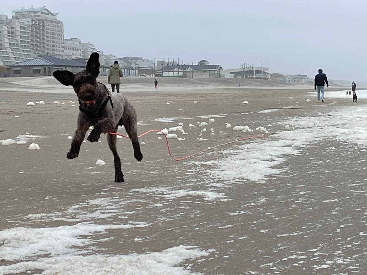 Zeebedstay Noordwijk Extérieur photo